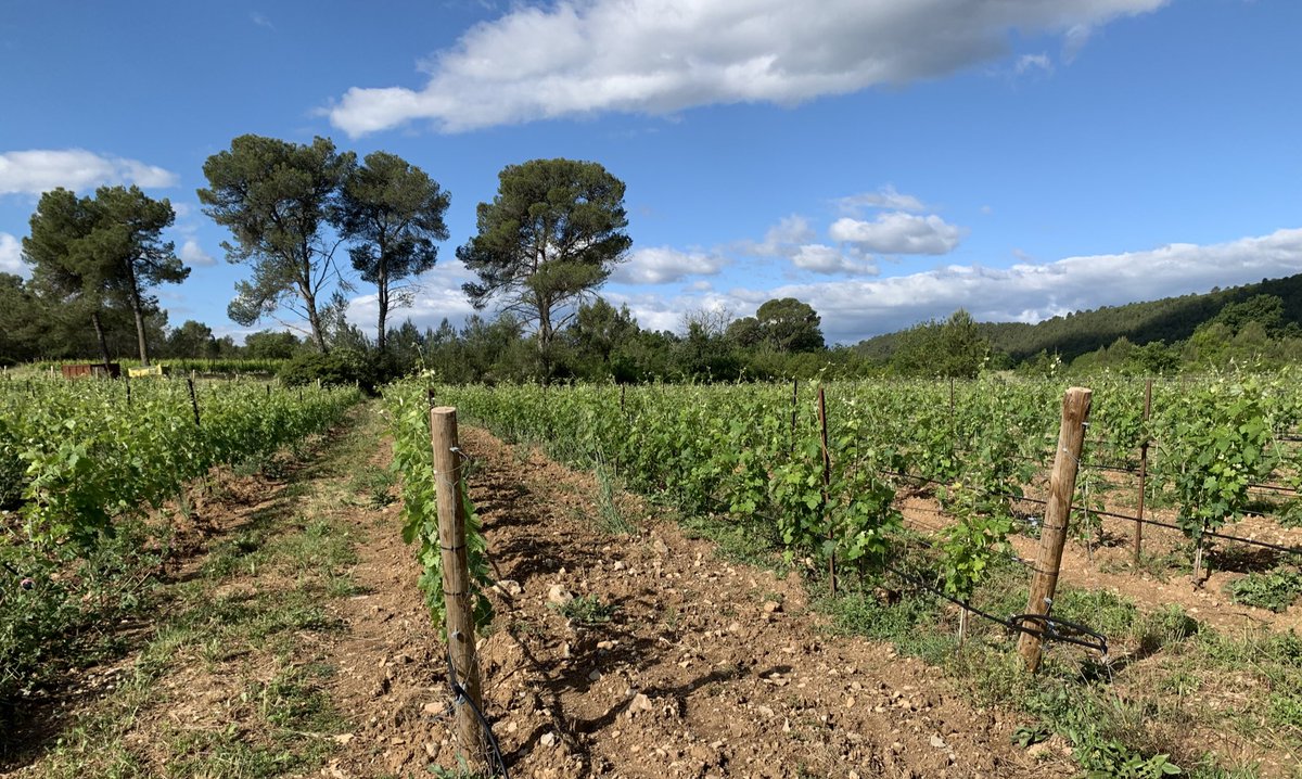 JMCambaceres's tweet photo. Les vignes sont impeccables, passées à travers gelées tardives et grêle sous la protection du menhir. Malgré les pluies, pas une tache de mildiou. Bio dynamique. Sans catastrophe à venir, la récolte s’annonce bonne. #GFAmasMathieu, #domainedeCoursacCarnas, #LaGravetteCorconne https://t.co/OTyC18icXr