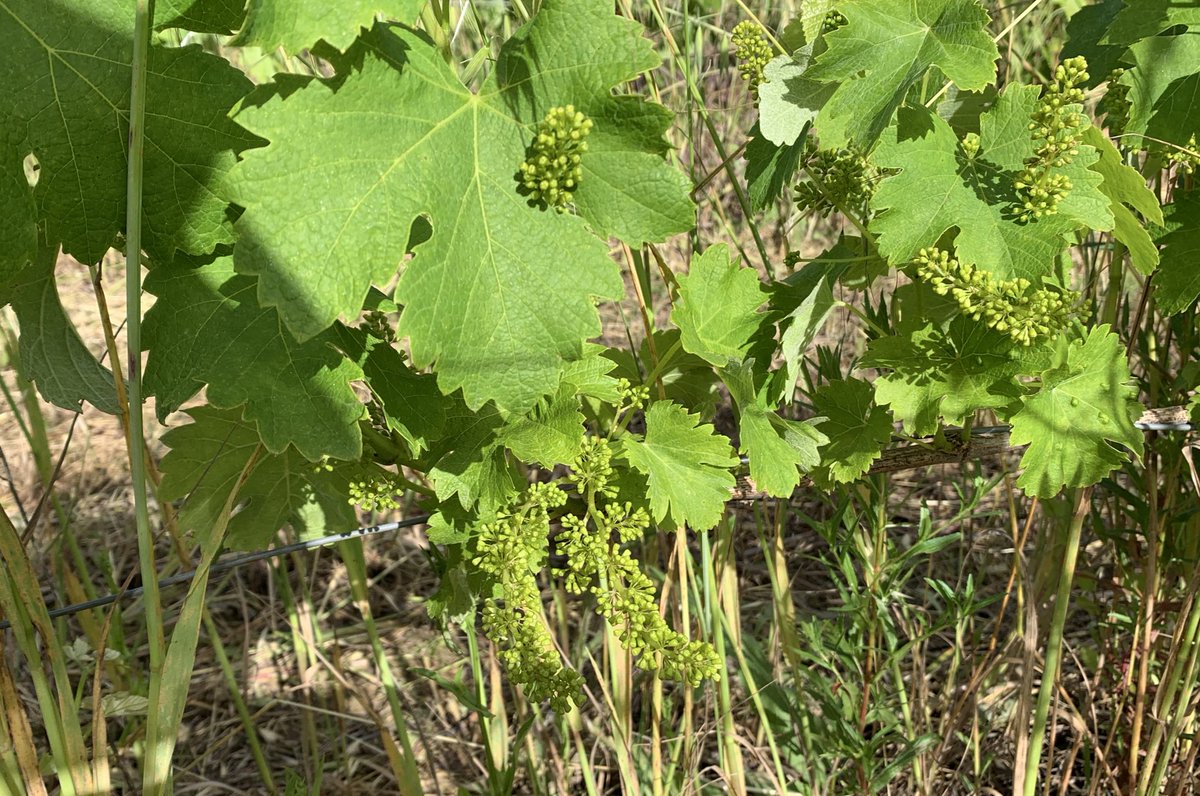 JMCambaceres's tweet photo. Les vignes sont impeccables, passées à travers gelées tardives et grêle sous la protection du menhir. Malgré les pluies, pas une tache de mildiou. Bio dynamique. Sans catastrophe à venir, la récolte s’annonce bonne. #GFAmasMathieu, #domainedeCoursacCarnas, #LaGravetteCorconne https://t.co/OTyC18icXr