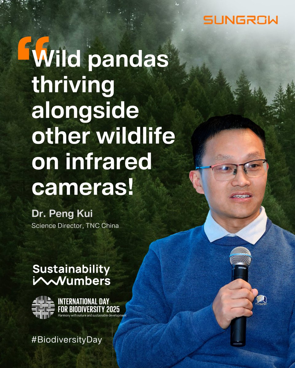 Sungrow_Power's tweet photo. At Sungrow, we think in decades, not years.
🐼Three years ago, we joined hands with TheNatureConservancy to launch #SunForest — an initiative to restore giant panda habitats in Sichuan. This #BiodiversityDay, we returned to the site where have blossomed into tangible results! https://t.co/xi9nbS6h6C