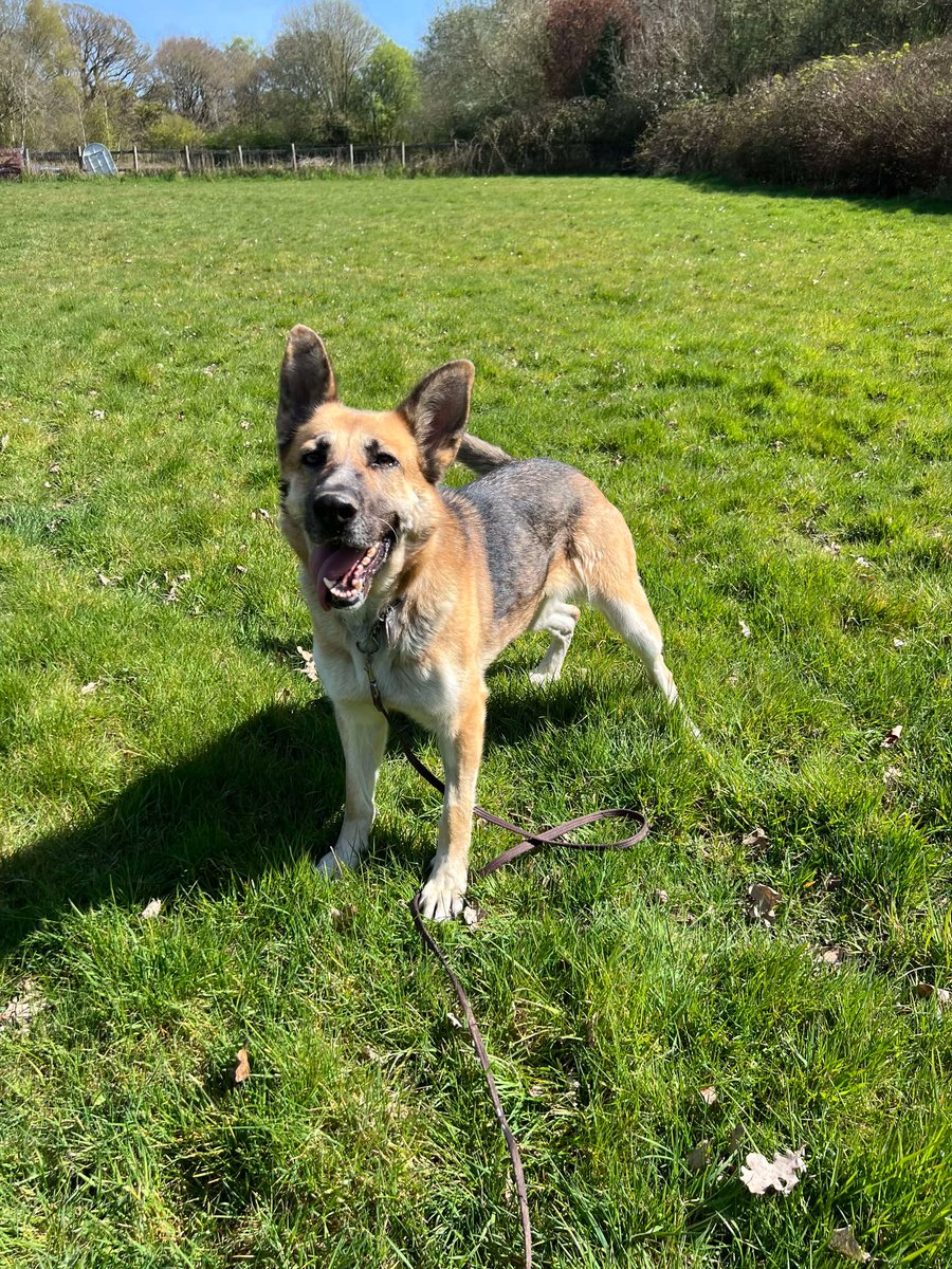 German Shepherd Rescue Elite ( GSRE ) tweet media