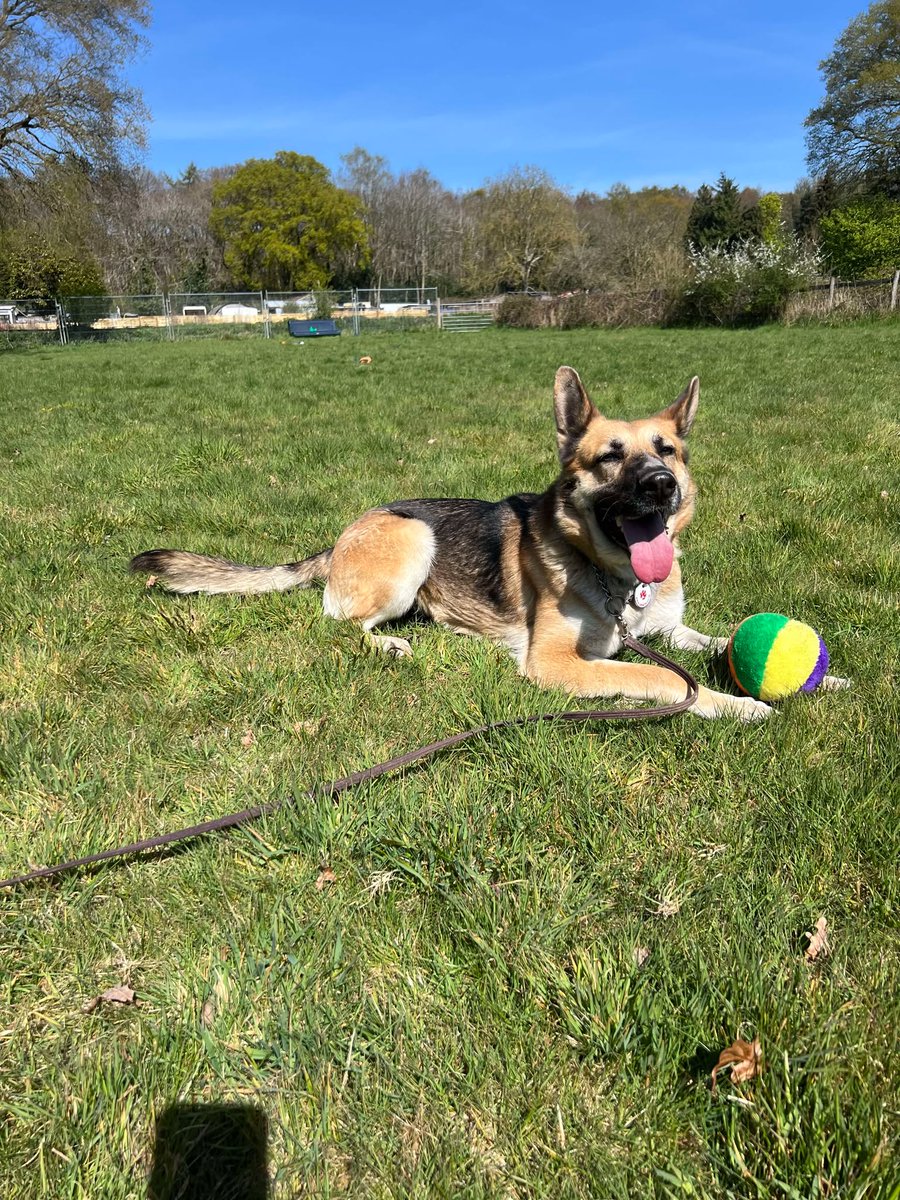 German Shepherd Rescue Elite ( GSRE ) tweet media