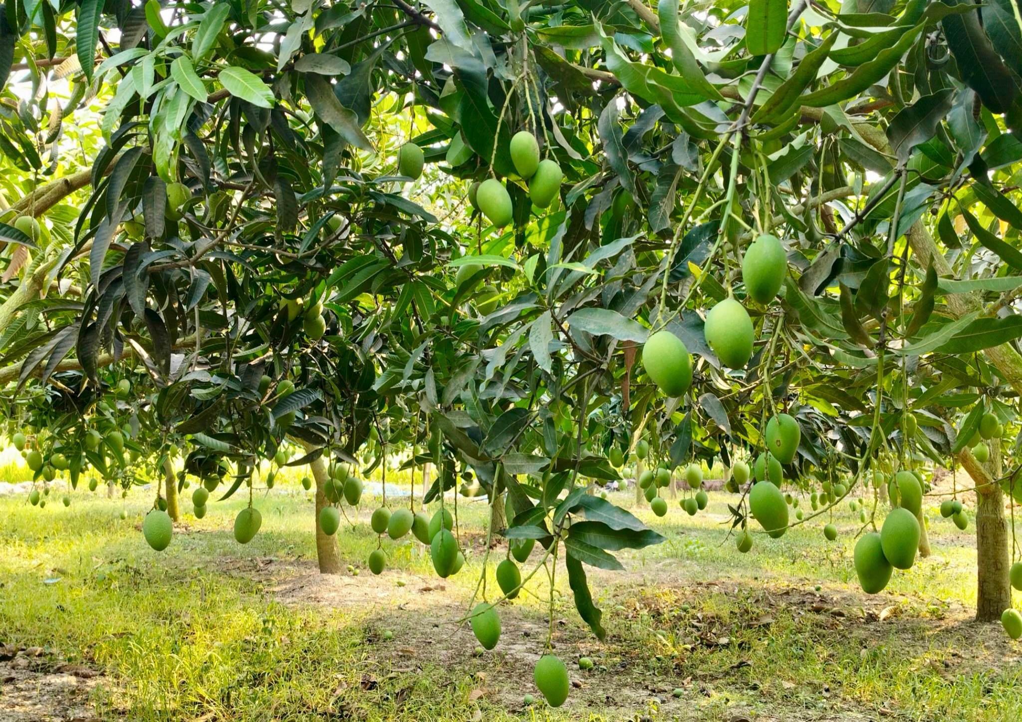 আজ থেকে বাজারে দেখা মিলবে নওগাঁর আম