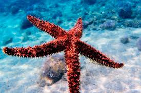 MacDara Ó Conaola - Aran Island Singer (@macdaramusic) on Twitter photo máirtín gágach = starfish
<a href="/ForasnaGaeilge/">Foras na Gaeilge</a> <a href="/SpraoiBAC/">Spraoi BÁC-Imeachtaí Gaeilge do theaghlaigh</a> <a href="/RTERnaG/">Raidió na Gaeltachta</a> <a href="/FoghlaimTG4/">Foghlaim TG4</a> <a href="/TG4TV/">TG4</a> <a href="/RTEjr/">RTÉjr</a> <a href="/Cula4_TG4/">Cúla4 🌈✨</a> <a href="/raidionalife/">Raidió na Life</a> <a href="/CumannQub/">An Cumann Gaelach QUB</a> <a href="/GaelGAIRI/">GaelGÁIRÍ 🇵🇸</a> #Gaeilge #Fish #Irish #marine máirtín gágach = starfish
<a href="/ForasnaGaeilge/">Foras na Gaeilge</a> <a href="/SpraoiBAC/">Spraoi BÁC-Imeachtaí Gaeilge do theaghlaigh</a> <a href="/RTERnaG/">Raidió na Gaeltachta</a> <a href="/FoghlaimTG4/">Foghlaim TG4</a> <a href="/TG4TV/">TG4</a> <a href="/RTEjr/">RTÉjr</a> <a href="/Cula4_TG4/">Cúla4 🌈✨</a> <a href="/raidionalife/">Raidió na Life</a> <a href="/CumannQub/">An Cumann Gaelach QUB</a> <a href="/GaelGAIRI/">GaelGÁIRÍ 🇵🇸</a> #Gaeilge #Fish #Irish #marine