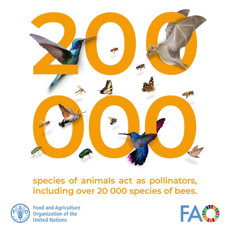 #DYK | Over 200,000 animal species are pollinators, including 20,000 bee species!

Their work supports ecosystems, food production and biodiversity. 

Let’s protect them! 🌿

#BiodiversityDay #SavetheBees