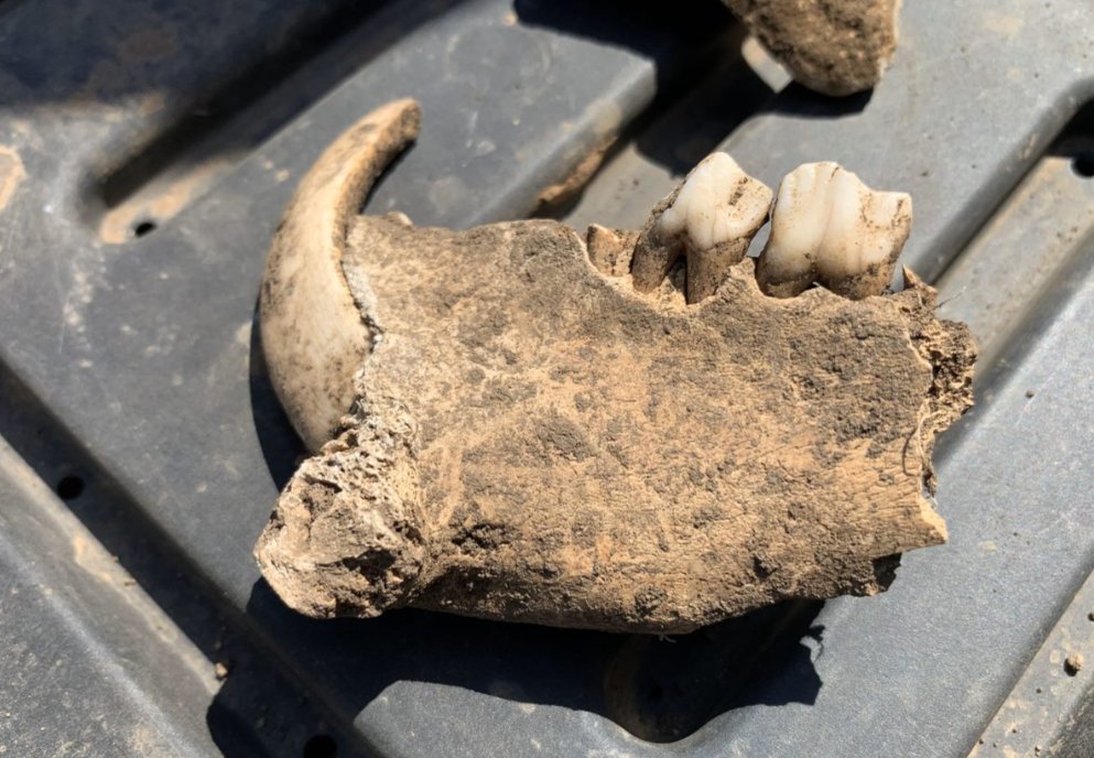 RyeRLT's tweet image. Students went on an archaeological dig at Skipsea & made some extraordinary finds including a wild boar's tusk & teeth, flint, pieces of pottery & even a hinge. We were delighted with the enthusiasm of our students & thank Dr Jim Leary and the University of York.
