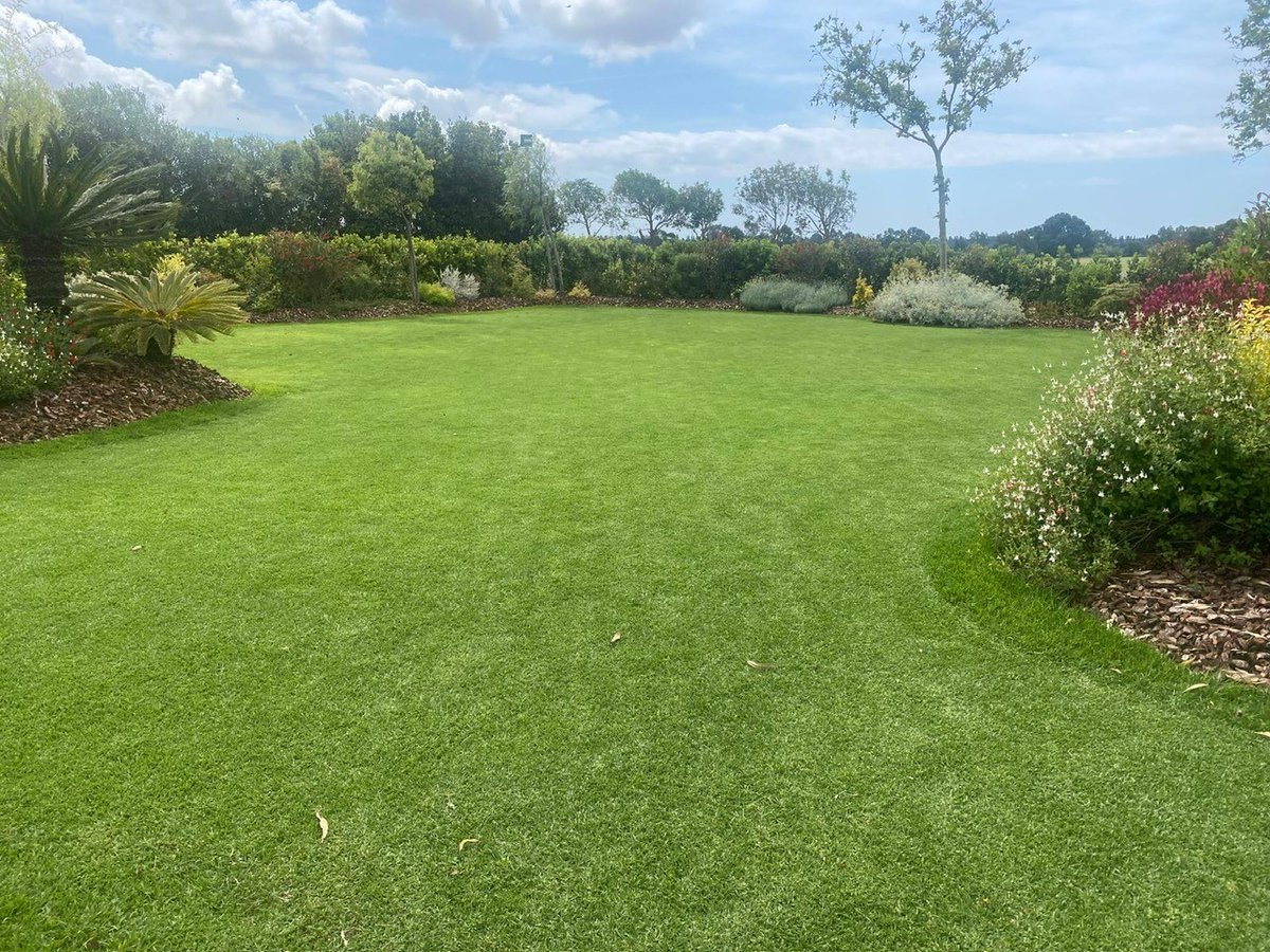 SemillasFitoTG's tweet photo. With temperatures rising above 20 °C, #Kiuyu #KendaPro enters its peak vegetative growth phase.
This vegetative variety of Kikuyu stands out for its great resilience, high wear tolerance, and persistent green color even under stress.
Perfect for public parks!
#fitoturfgrass #may https://t.co/1vMojwNdgj