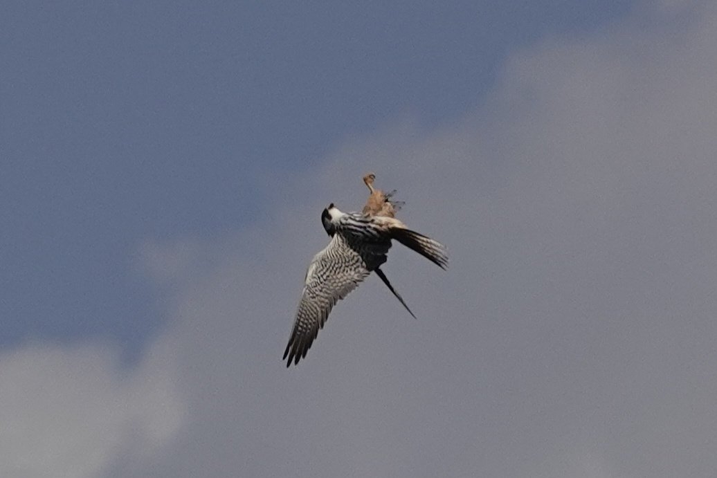 Going in for the kill, got it! Lots of hobby action at Shapwick Heath today, so many dragonflies <a href="/AvalonMarshes/">Avalon Marshes</a> <a href="/Natures_Voice/">RSPB</a>