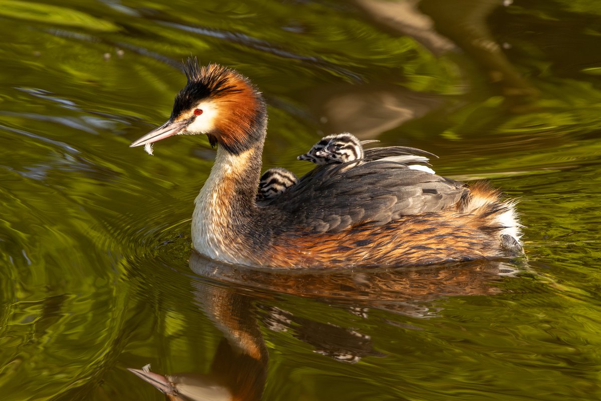 Great crested grebe with 3 babies, taken at Keukenhof, Netherlands :)