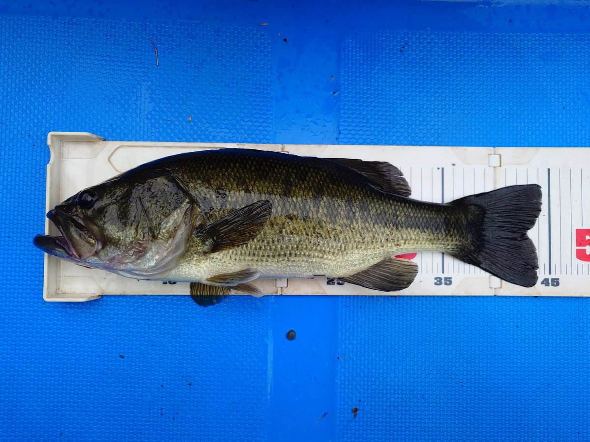 三島ダム　5月17日　その2
計測写真
ファースト・フォール中に「カツーン」→いちにのさんで渾身の力で「鬼アワセ」。
サイコーに気持ちいい瞬間。
いつもながらにかなりややこしい所で掛けたので、獲れ硫心配したものの、何とかキャッチ。