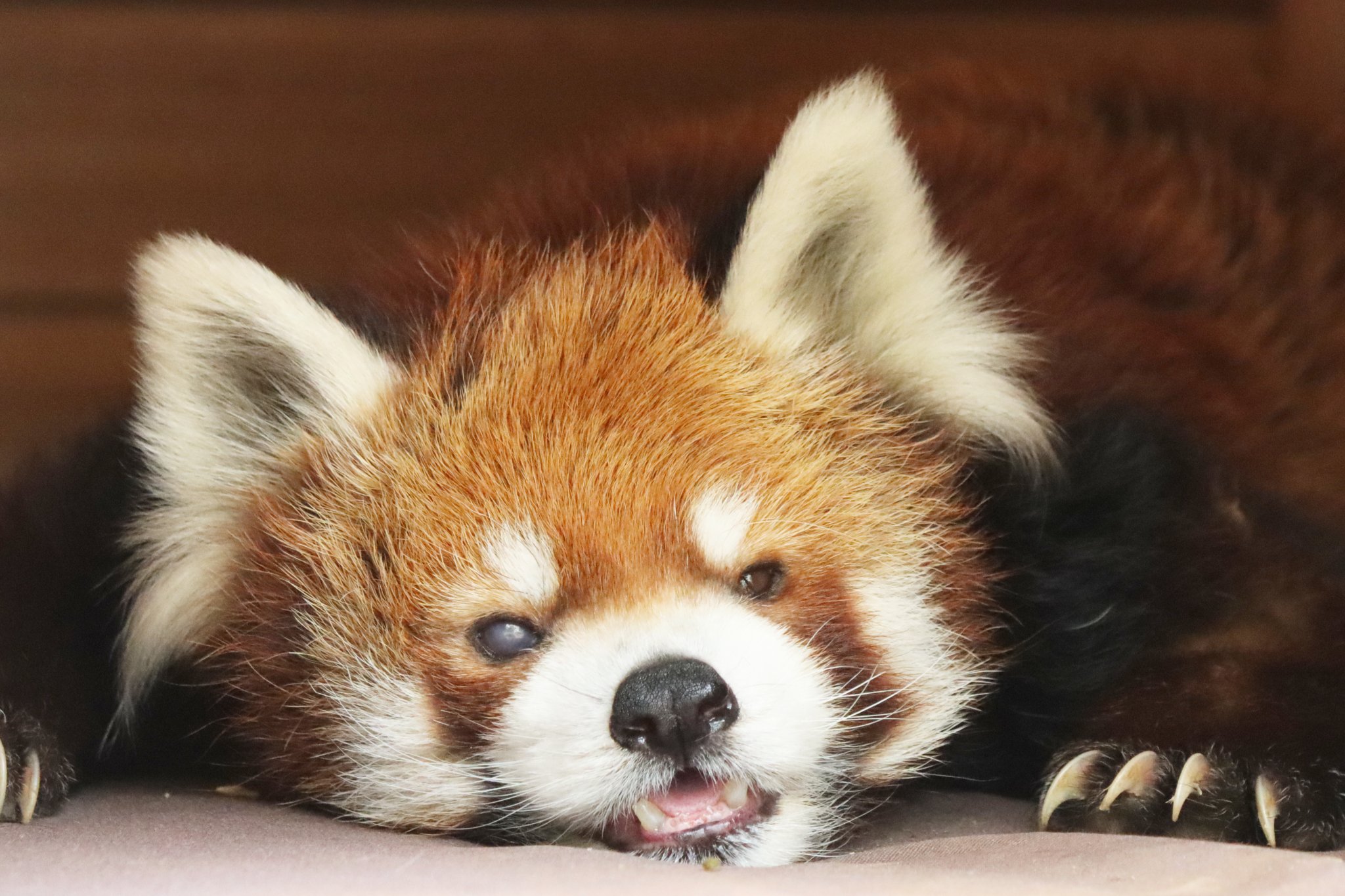 かん | レッサーパンダ。 フランケン。 📷️2025.5.16 #多摩動物