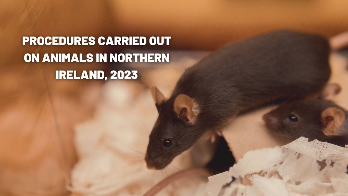 The latest figures from Northern Ireland show a decrease in animals used in research in 2023. A more detailed breakdown is available in the article below.
#AnimalResearch

understandinganimalresearch.org.uk/news/procedure…