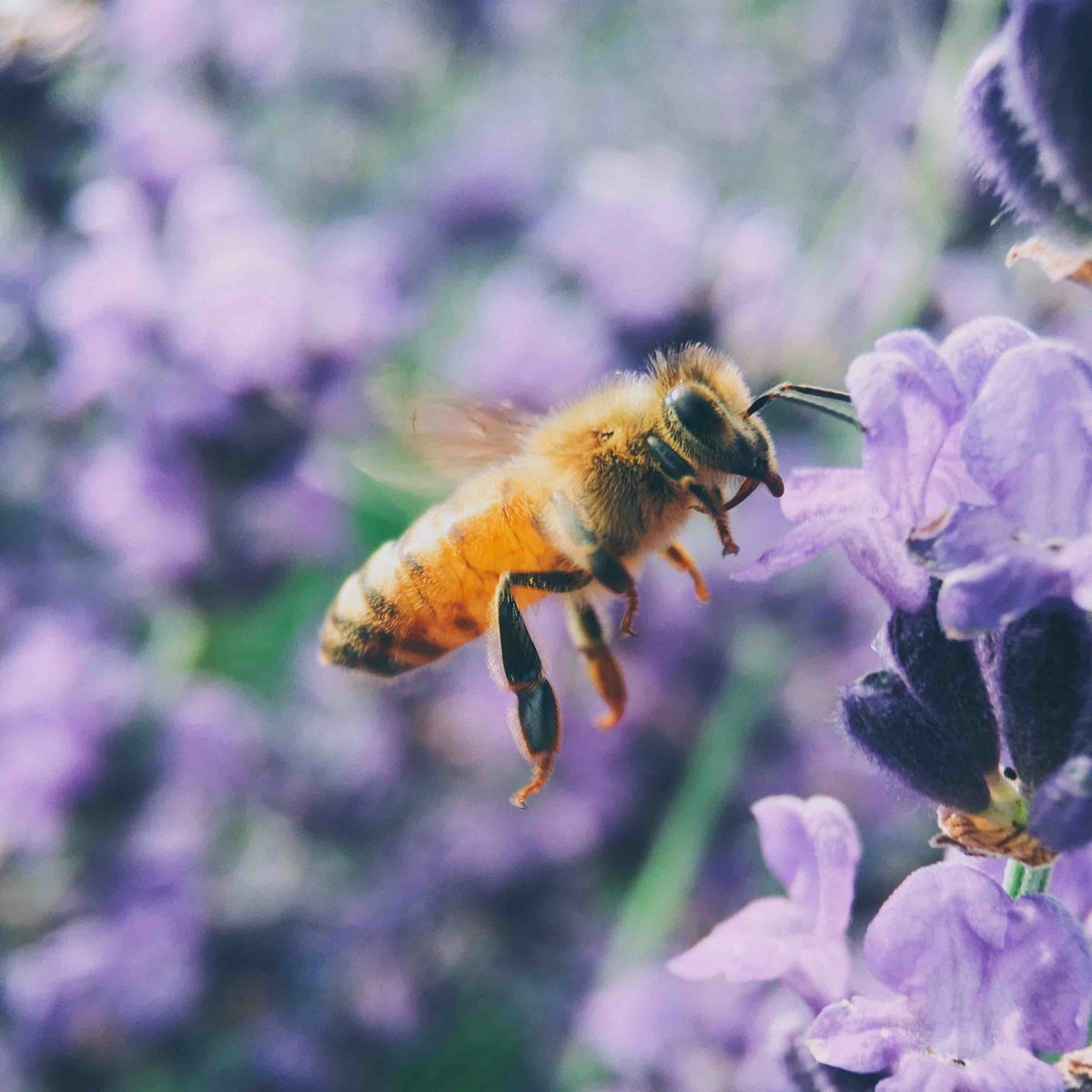 🌼🐝 🦋 This #BiodiversityDay, let's celebrate all the pollinators with a huge impact! 

Bees and other pollinators keep ecosystems thriving and our food growing. Protecting them means protecting biodiversity - and our future.