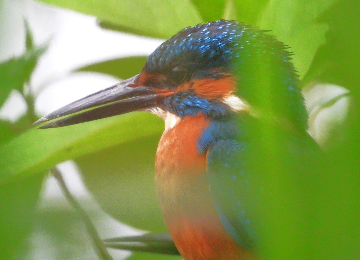 MarburyBirds tweet media