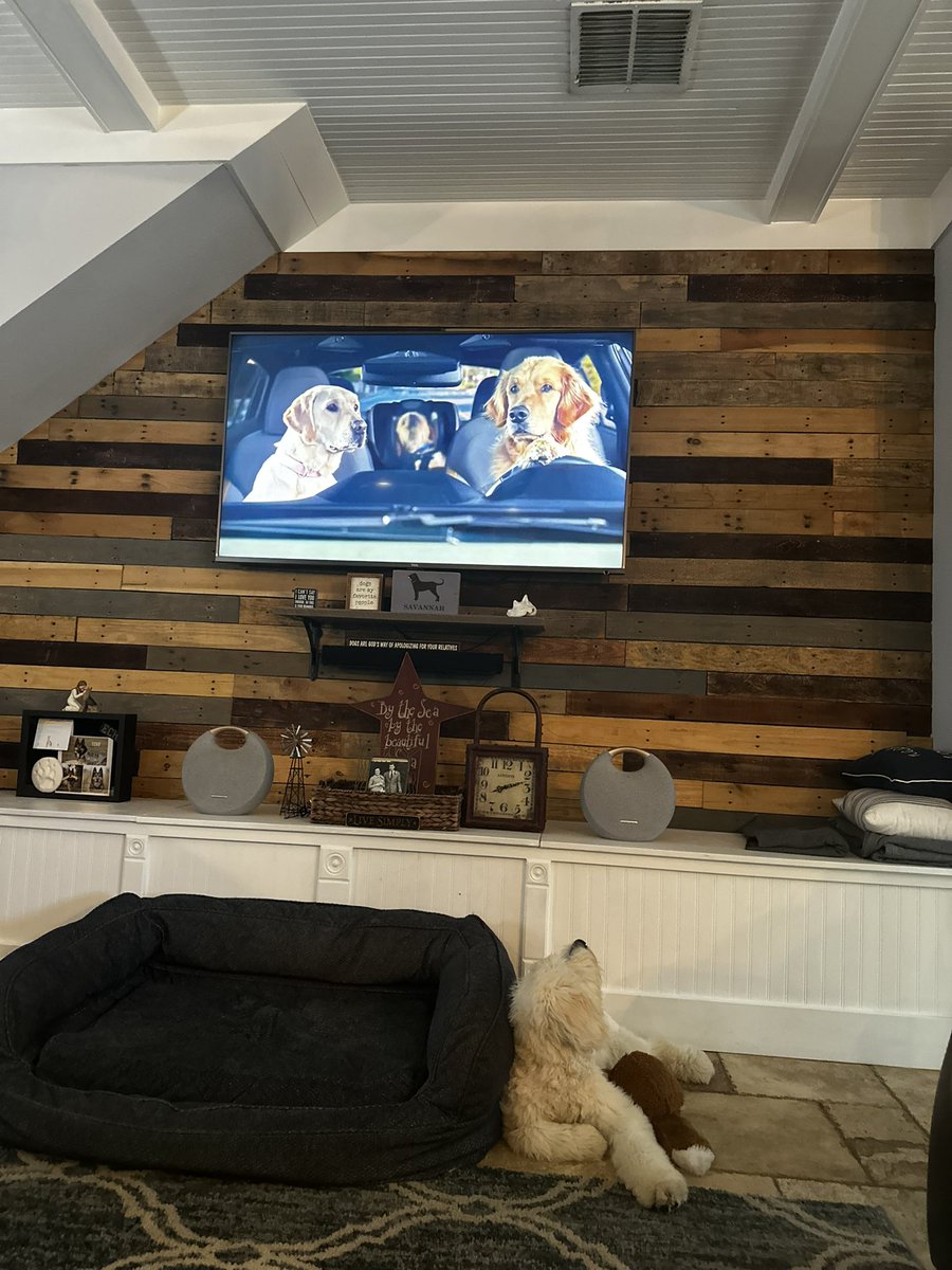 #Subaru Riot is the biggest fan of your commercials. Any chance of a puppy discount?!😂😂 

(He reacts everytime this commercial comes on!)