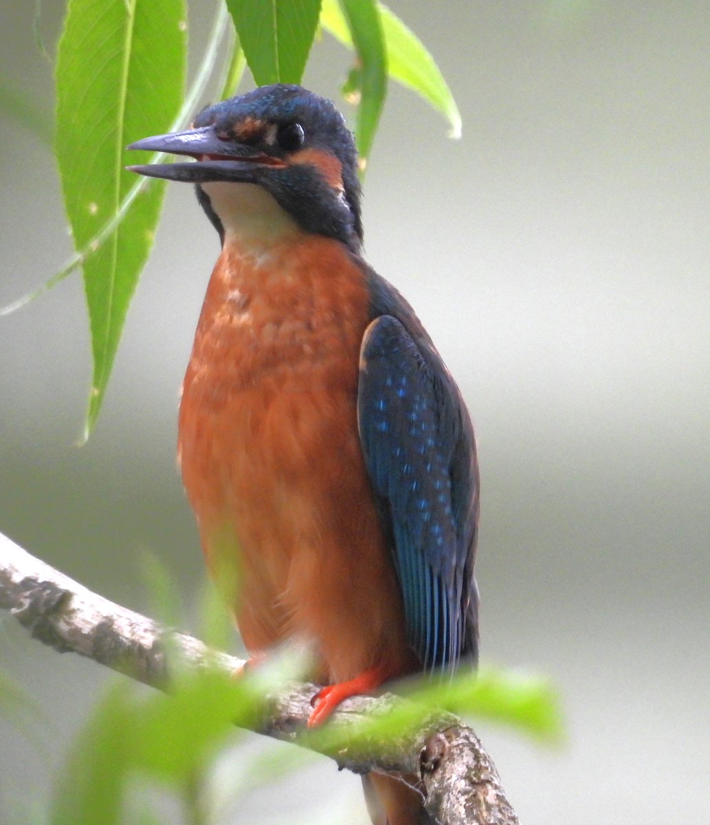 MarburyBirds tweet media