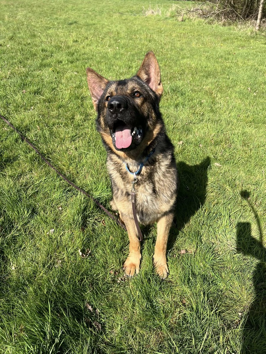 German Shepherd Rescue Elite ( GSRE ) tweet media