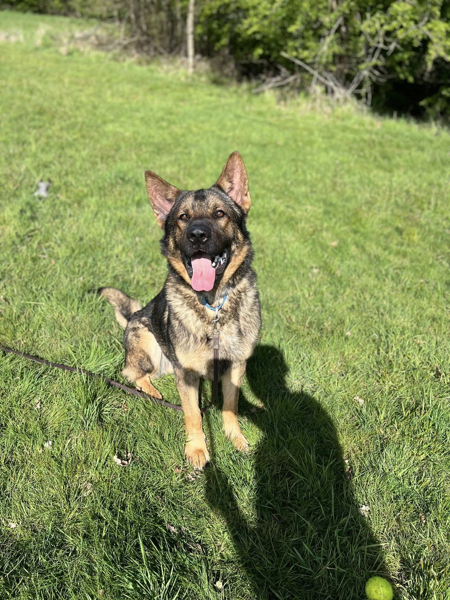 German Shepherd Rescue Elite ( GSRE ) tweet media