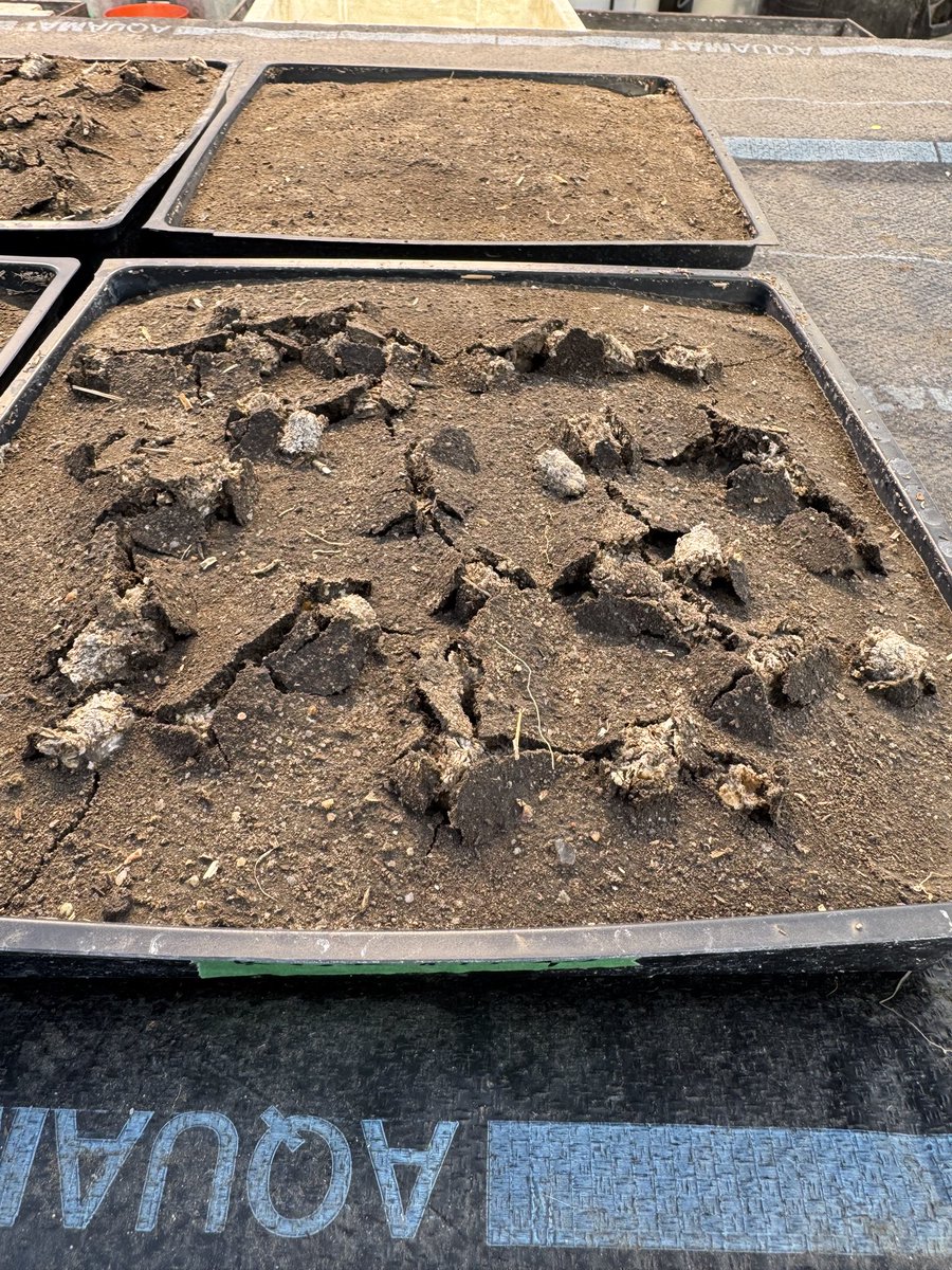 Miranda Meehan (@ndsu_ex_steward) on Twitter photo Soil crusting is a challenge of establishing vegetation on reclamation projects. We have a study looking at seeding methods to increase vegetation establishment in crusted soils, including the use of beet pulp, pelleted hydro-mulch. Control (top) and beet pulp (bottom) Soil crusting is a challenge of establishing vegetation on reclamation projects. We have a study looking at seeding methods to increase vegetation establishment in crusted soils, including the use of beet pulp, pelleted hydro-mulch. Control (top) and beet pulp (bottom)