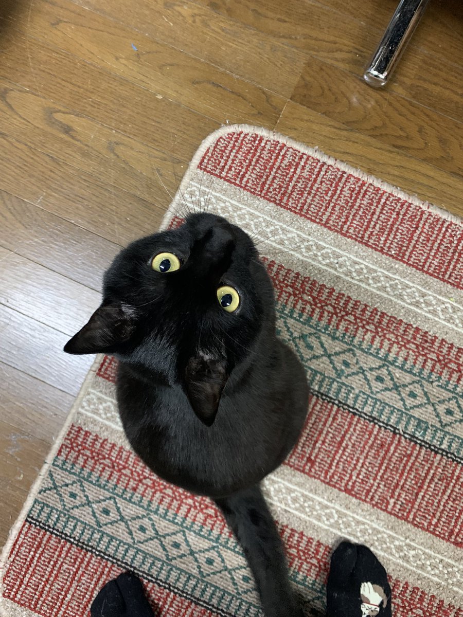 ababatatu's tweet photo. ん、　シッポ踏むなよ https://t.co/kRtpkaS8yt