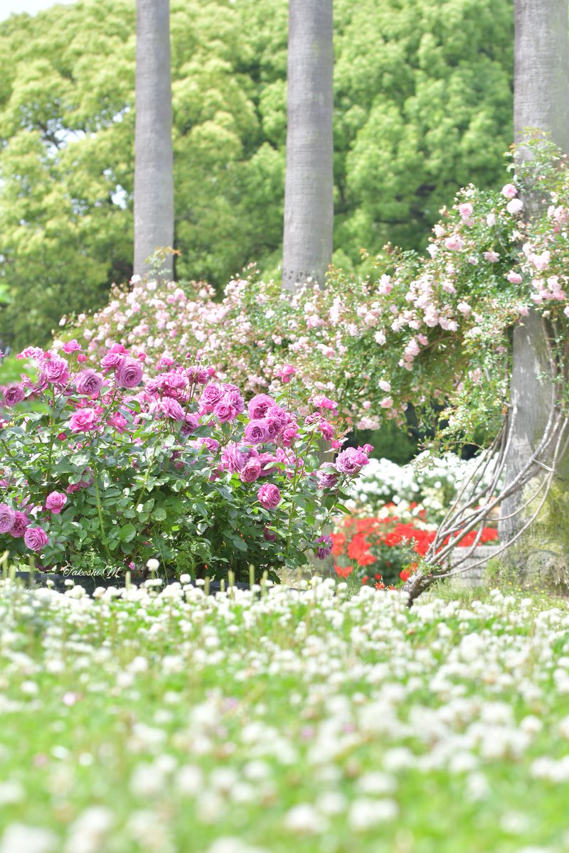 長居植物園の薔薇めっちゃ綺麗やった！

#長居公園
#長居植物園
#薔薇
#バラ
#花