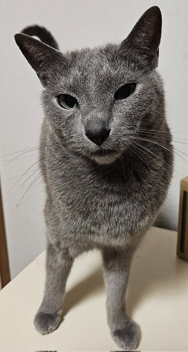 今日はあおくんの誕生日！

7歳になりました🐱

シニア突入してしまった😭
ここ数日右目が少し調子悪いんだよね😢

これからも長生きしてね！