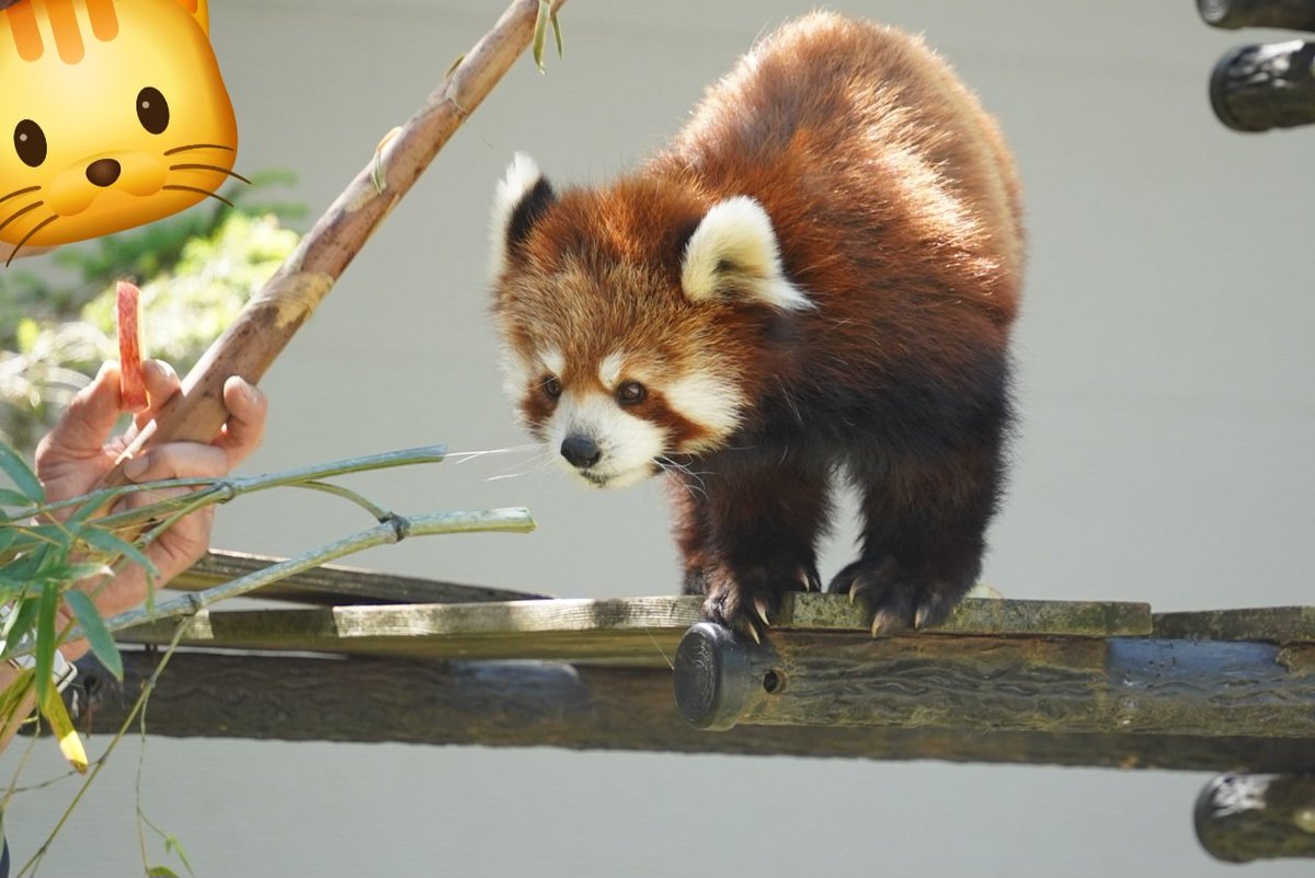 飼育員さん🍎とタコノコ両方持ってる！

どっちから食べようかなぁ♪
な感じで見てるみいちゃん🥰

📷2025.05
#千葉市動物公園 #レッサーパンダ