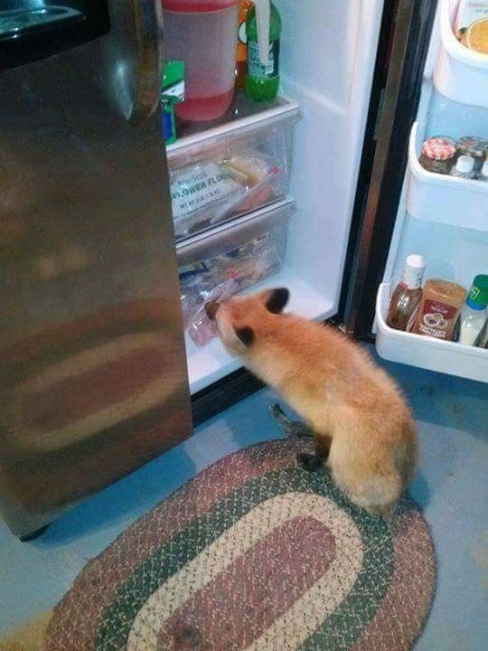 pupriosity's tweet image. raiding the ( reader's ) fridge.