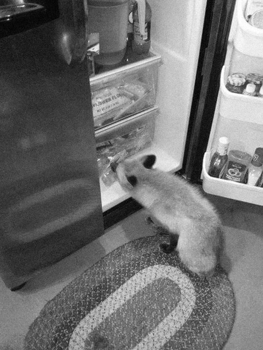 pupriosity's tweet image. raiding the ( reader's ) fridge.
