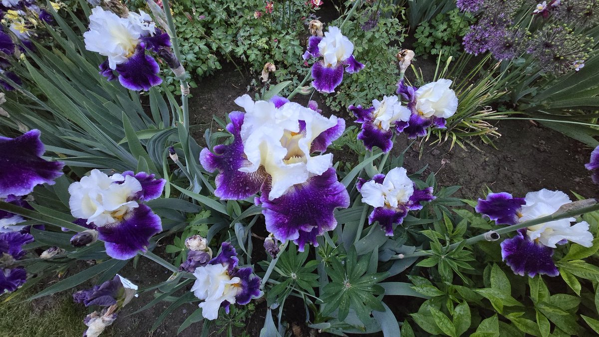 Full bloom at Schreiner's Iris Gardens. The Iris are loving this calm morning with a light rain. <a href="/KGWSunrise/">KGW Sunrise</a>