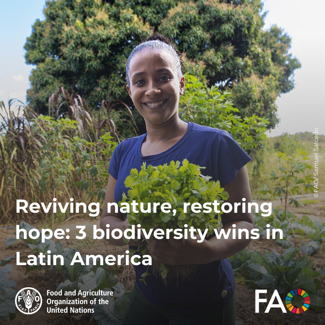 FAO Knowledge (@faoknowledge) on Twitter photo From cloud forests to rivers & drylands, communities across Latin America are bringing back biodiversity.
With <a href="/FAO/">Food and Agriculture Organization</a> & <a href="/theGEF/">Global Environment Facility (GEF)</a>, projects in Brazil, Chile & Venezuela are restoring ecosystems, boosting food security & saving species.
🔗bit.ly/3SglHMR
#BiodiversityDay From cloud forests to rivers & drylands, communities across Latin America are bringing back biodiversity.
With <a href="/FAO/">Food and Agriculture Organization</a> & <a href="/theGEF/">Global Environment Facility (GEF)</a>, projects in Brazil, Chile & Venezuela are restoring ecosystems, boosting food security & saving species.
🔗bit.ly/3SglHMR
#BiodiversityDay