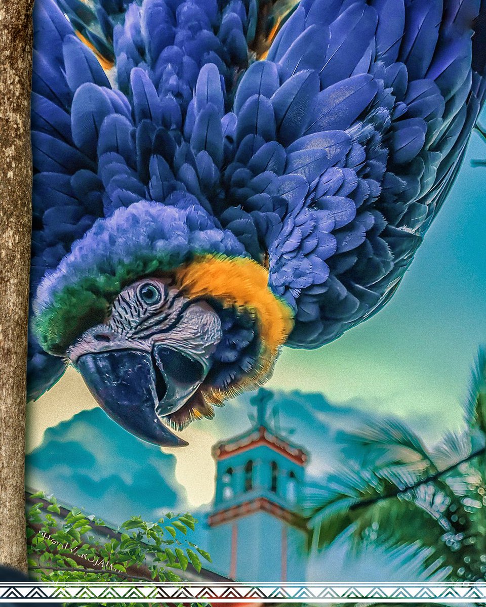 repam_amazonia's tweet image. Celebremos el Día Internacional de la Diversidad Biológica fortaleciendo nuestro compromiso con la Pan-Amazonia! 🌿🌎

La REPAM reafirma la importancia de proteger y valorar la inmensa riqueza de vida que habita en nuestra selva. 

#DiversidadBiológica #PanAmazonia #REPAM