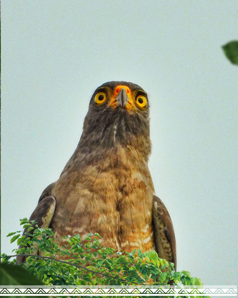 repam_amazonia's tweet image. Celebremos el Día Internacional de la Diversidad Biológica fortaleciendo nuestro compromiso con la Pan-Amazonia! 🌿🌎

La REPAM reafirma la importancia de proteger y valorar la inmensa riqueza de vida que habita en nuestra selva. 

#DiversidadBiológica #PanAmazonia #REPAM