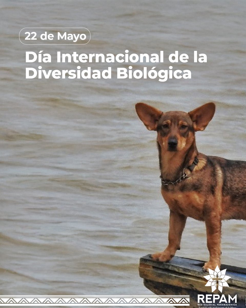 repam_amazonia's tweet image. Celebremos el Día Internacional de la Diversidad Biológica fortaleciendo nuestro compromiso con la Pan-Amazonia! 🌿🌎

La REPAM reafirma la importancia de proteger y valorar la inmensa riqueza de vida que habita en nuestra selva. 

#DiversidadBiológica #PanAmazonia #REPAM