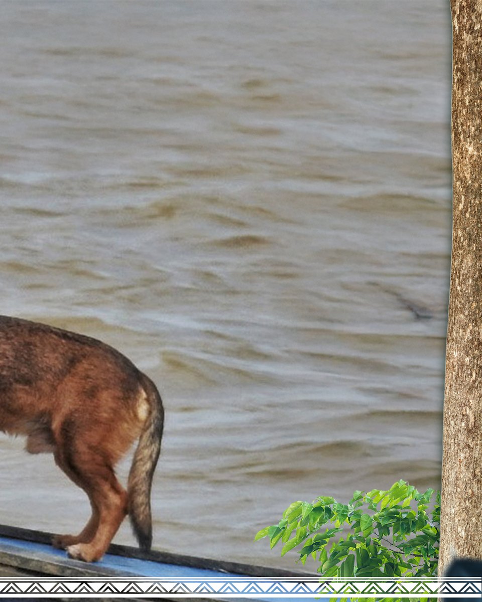 repam_amazonia's tweet image. Celebremos el Día Internacional de la Diversidad Biológica fortaleciendo nuestro compromiso con la Pan-Amazonia! 🌿🌎

La REPAM reafirma la importancia de proteger y valorar la inmensa riqueza de vida que habita en nuestra selva. 

#DiversidadBiológica #PanAmazonia #REPAM