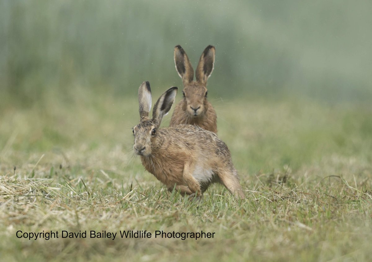 David Bailey (@davidbaileywild) on Twitter photo He is behind you! <a href="/vickimichelle/">Vicki Michelle MBE π</a> <a href="/theAliceRoberts/">Prof Alice Robertsπ</a> <a href="/DrKathWalker/">Katharine Walker</a> <a href="/Welshsquirrels/">Dr Craig Shuttleworth</a> <a href="/DorsetWildlife/">Dorset Wildlife Trust</a> <a href="/Mammal_Society/">Mammal Society</a> <a href="/marcthevet/">Marc Abraham OBE</a> <a href="/ConservativeAWF/">Conservative Animal Welfare Foundation</a> <a href="/beaverafanc/">Welsh Beaver Project</a> <a href="/CBTHunting/">Campaign to Ban Trophy Hunting</a> <a href="/PeterEgan6/">Peter Egan</a> <a href="/PinemartensUK/">Stuart Edmunds</a> <a href="/newsynicola/">Nicola Goodwin ποΈπΊππββοΈπ</a> <a href="/springmeister/">jenny seagrove πππ</a> <a href="/jon_pimm/">Jon Pimm</a> He is behind you! <a href="/vickimichelle/">Vicki Michelle MBE π</a> <a href="/theAliceRoberts/">Prof Alice Robertsπ</a> <a href="/DrKathWalker/">Katharine Walker</a> <a href="/Welshsquirrels/">Dr Craig Shuttleworth</a> <a href="/DorsetWildlife/">Dorset Wildlife Trust</a> <a href="/Mammal_Society/">Mammal Society</a> <a href="/marcthevet/">Marc Abraham OBE</a> <a href="/ConservativeAWF/">Conservative Animal Welfare Foundation</a> <a href="/beaverafanc/">Welsh Beaver Project</a> <a href="/CBTHunting/">Campaign to Ban Trophy Hunting</a> <a href="/PeterEgan6/">Peter Egan</a> <a href="/PinemartensUK/">Stuart Edmunds</a> <a href="/newsynicola/">Nicola Goodwin ποΈπΊππββοΈπ</a> <a href="/springmeister/">jenny seagrove πππ</a> <a href="/jon_pimm/">Jon Pimm</a>
