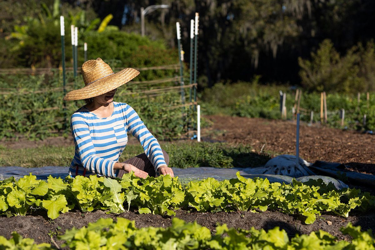 FL Master Gardener Volunteer Program (@floridamgs) on Twitter photo Looking to learn more about plants, gardening, and the natural world but don’t have time to read? These podcasts from <a href="/UF_IFAS/">UF IFAS Solutions</a> are the perfect opportunity to listen on the go. More about "green" podcasts at the Florida Master Gardener Volunteer website: go.ufl.edu/2rhuit2 Looking to learn more about plants, gardening, and the natural world but don’t have time to read? These podcasts from <a href="/UF_IFAS/">UF IFAS Solutions</a> are the perfect opportunity to listen on the go. More about "green" podcasts at the Florida Master Gardener Volunteer website: go.ufl.edu/2rhuit2