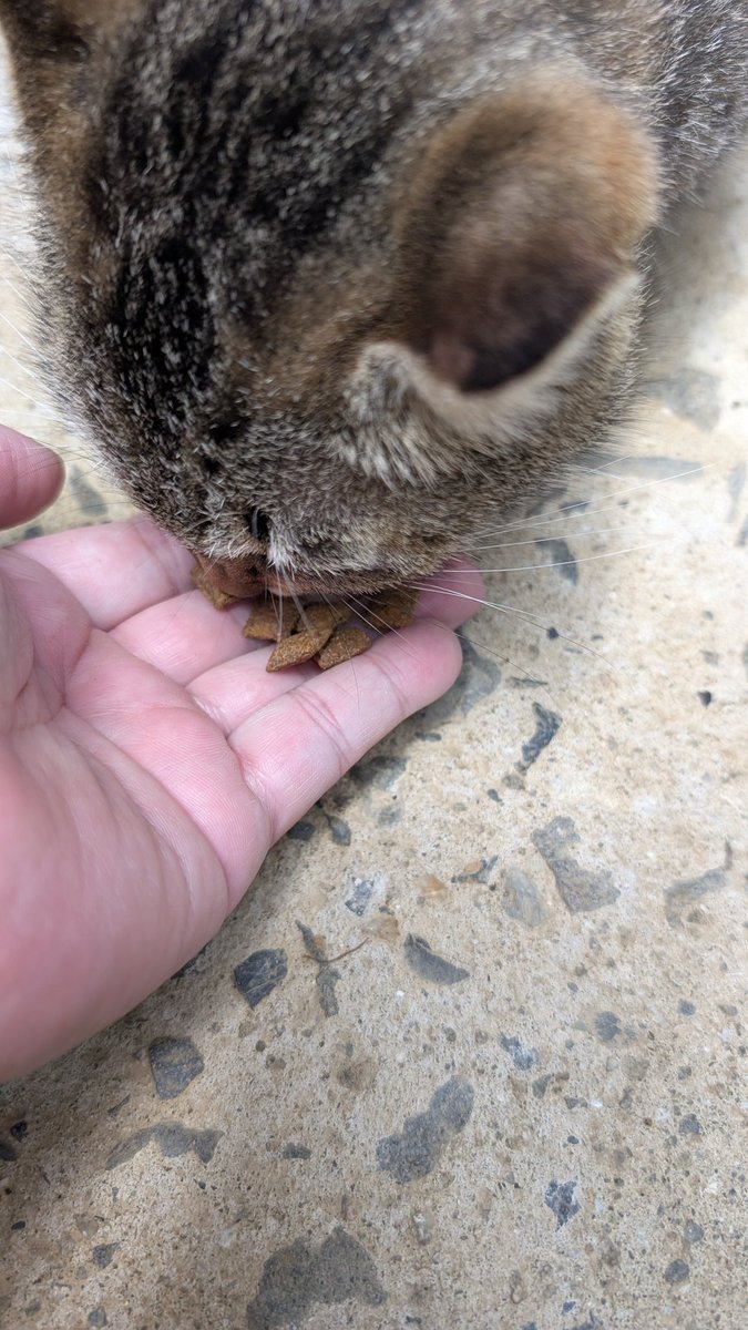 coffe733555's tweet photo. おやすみのニャー🐱🐈‍⬛ #猫 #俳句 #短歌
[人の手を繭の中から見る世界]

[巨神兵 眠りし繭に もう少し猶予があれば増す愚かさよ]

[世界など手中に収めてしまったら一度人類 滅ぼしてみる]

猫の咀嚼音好きな方へ😸ᩚ
やっと奥さん🐱も手から😄
🪜が苦手な🐈‍⬛🤭
おやすみなさい(^_ _)zzZ🍊 https://t.co/kASNshORu1