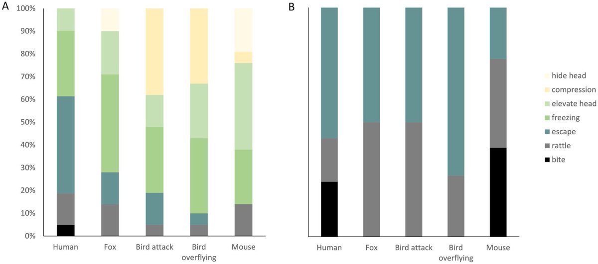 O. Azucena Núñez-Valdez &amp; co study the behavioural response of the Mexican pigmy rattlesnake to the approach of simulated predators (birds and fox) and human, contrasting this to their predatory behaviour. doi.org/10.1242/bio.06…