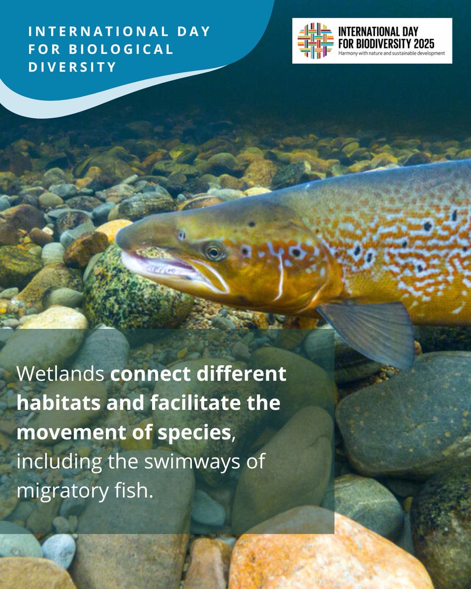 WetlandsIntEA's tweet photo. Wetlands cover 6% of Earth’s surface yet they shelter 40% of all known species. These ecosystems are the heart of global biodiversity. On this #InternationalDayforBiologicalDiversity, let’s commit to protecting these biodiversity hotspots &amp; safeguard the lifelines of #ourplanet https://t.co/sjLKVQKp3i