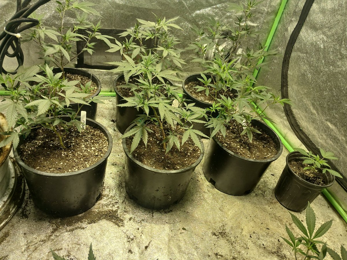 Stoner Panda Nation tweet media