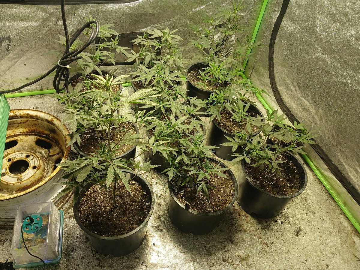Stoner Panda Nation tweet media