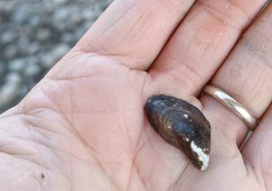 EU_Aliens's tweet photo. As part of the @ISPRA_Press  #CitizenScience project “Tiber Fantastic Molluscs", bivalve molluscs  #DreissenaPolymorpha, aka #ZebraMussel, present in Italy since 1971 &amp; previously reported near Rome, were discovered in Umbria, in the middle Tiber Valley 👉https://t.co/cQxsdKFwHD https://t.co/ZlhIljraYG
