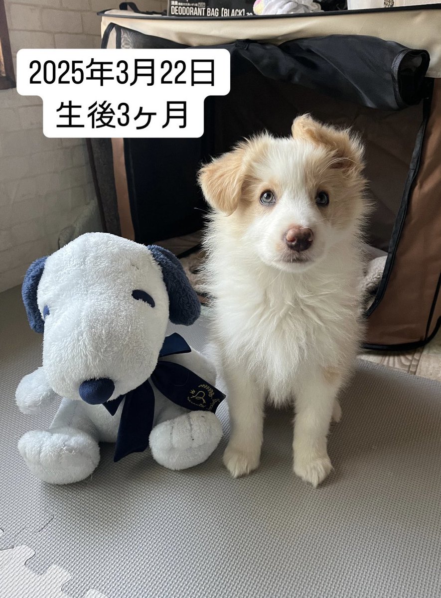 aka7241121's tweet photo. 娘が5ヶ月になりました🥰

#ボーダーコリー 
#犬好きさんと繋がりたい https://t.co/ZAa6rRz8Ci