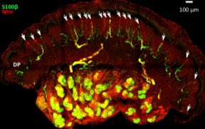 Vaishu_Sukumar's tweet image. If you’re at CAN-ACN 2025, come check out my poster today D-138! Let’s talk about the link between anatomy, physiology and function - touch and touch processing! And there will be some pictures too!