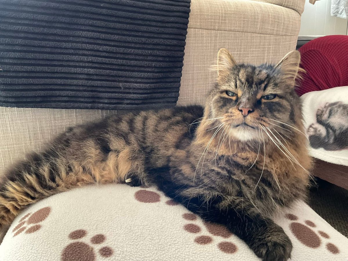 Thank you everyone for all your wonderful birthday greetings, it’s so kind ❤️❤️💙💙💛💛#CatsofTwittter #catsofX #birthdaygreetings #thankyousomuch