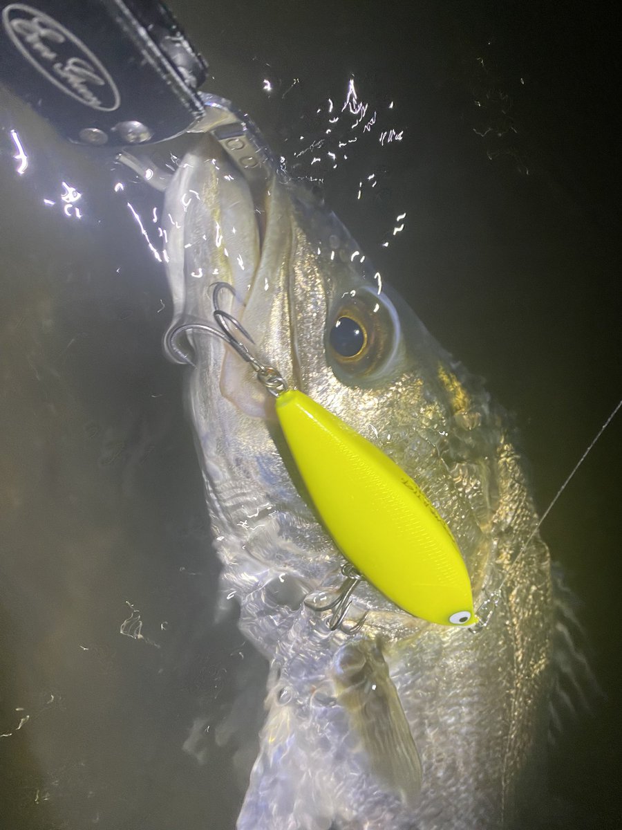 streamyamasaki's tweet photo. なかなかええ魚♪
#baricraft
#spooner110f https://t.co/bVVHlpyyFQ
