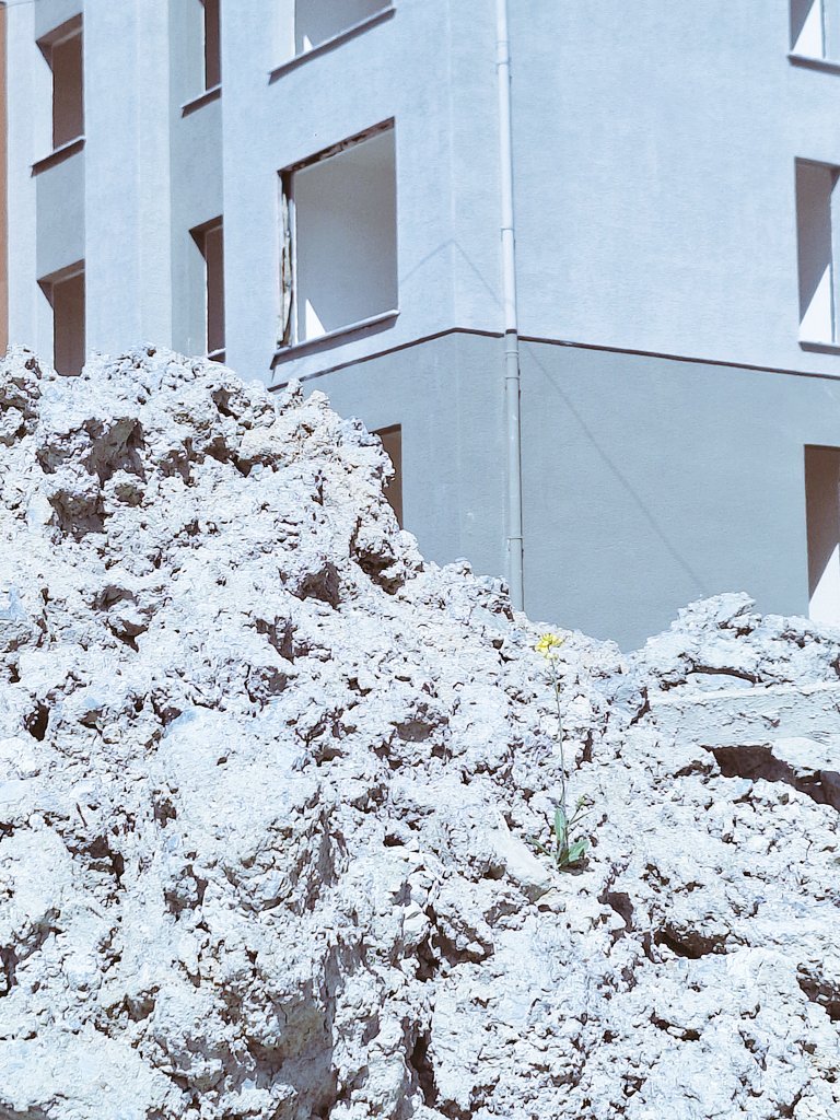 reaLewkowicz's tweet image. #naturealwayswin