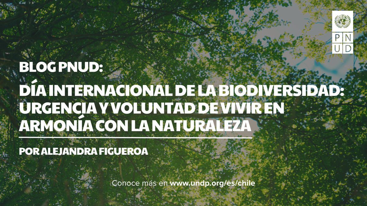 🌿 Hoy celebramos el #DíaInternacionalDeLaBiodiversidad 

Vivir en armonía con la naturaleza no es un lujo, sino una urgencia.
Lee más sobre este tema en nuestro #NuevoBlog 👇
📖 shorturl.at/OXsvY 

#Biodiversidad | @onuchile | @pnudlac