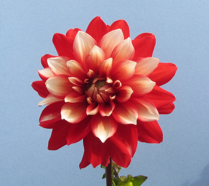 GalanthusA's tweet image. Winner of first of my dahlias to flower in 2025 is a new variety for me this year and it is a super short growing variety Larry's Love. #gardening
