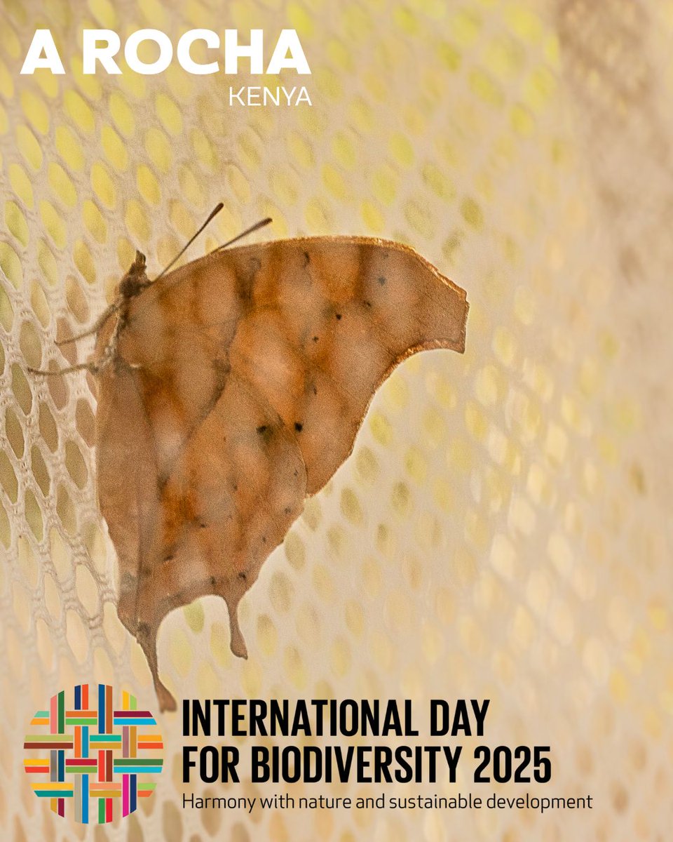 From coral reefs to forest canopies, Kenya’s biodiversity shows the beauty of life in balance.
On this #BiodiversityDay, we celebrate the ecosystems that sustain us — and the people working to protect them.

#IDB2025 #ARochaKenya #SustainableDevelopment #NatureInHarmony